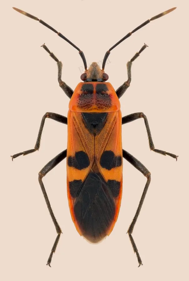 Physopelta gutta, Physopelta gutta, plaat
