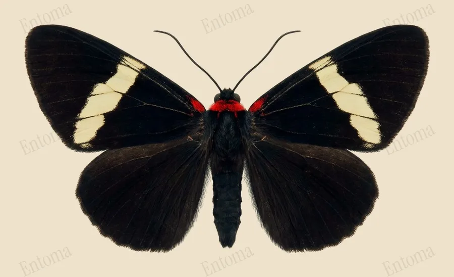 Pidorus atratus, Pidorus atratus, plaat