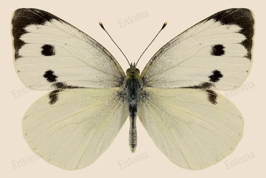 Large white, Pieris brassicae, plate