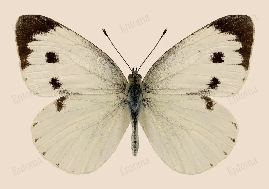 Pieris canidia, Pieris canidia, tavola