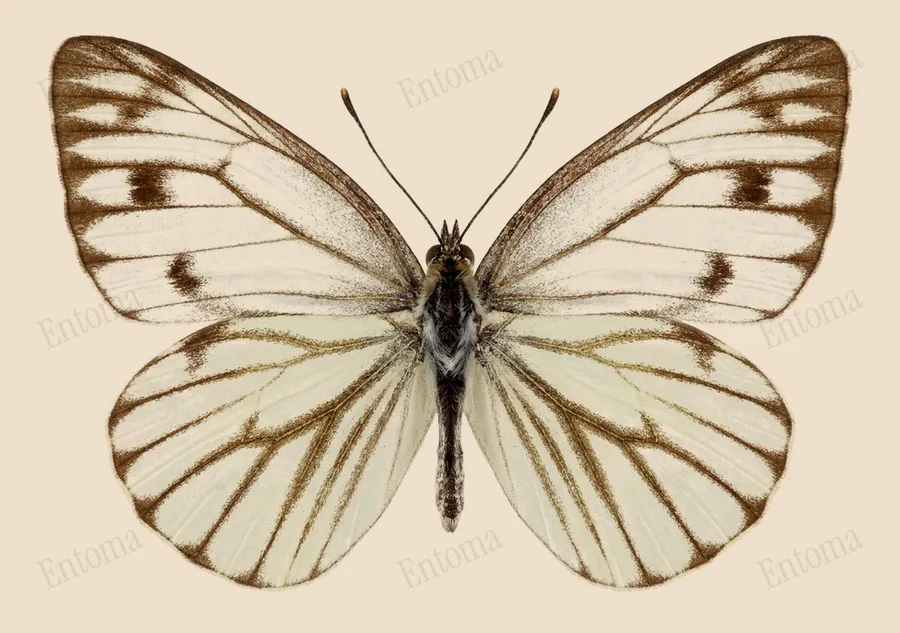 Pieris melete, Pieris melete, plaat