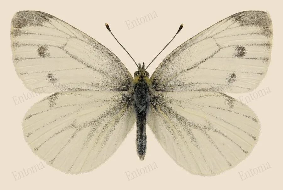 Green-veined white, Pieris napi, plate