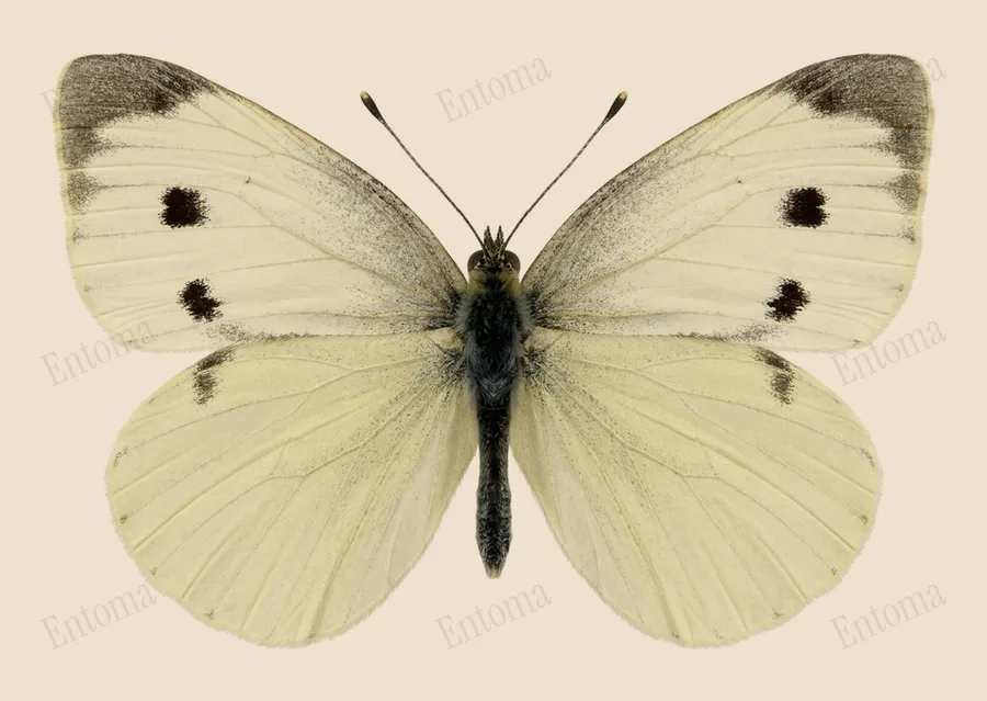 Small white, Pieris rapae, plate