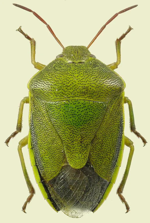 Gorse shield bug, Piezodorus lituratus, plate