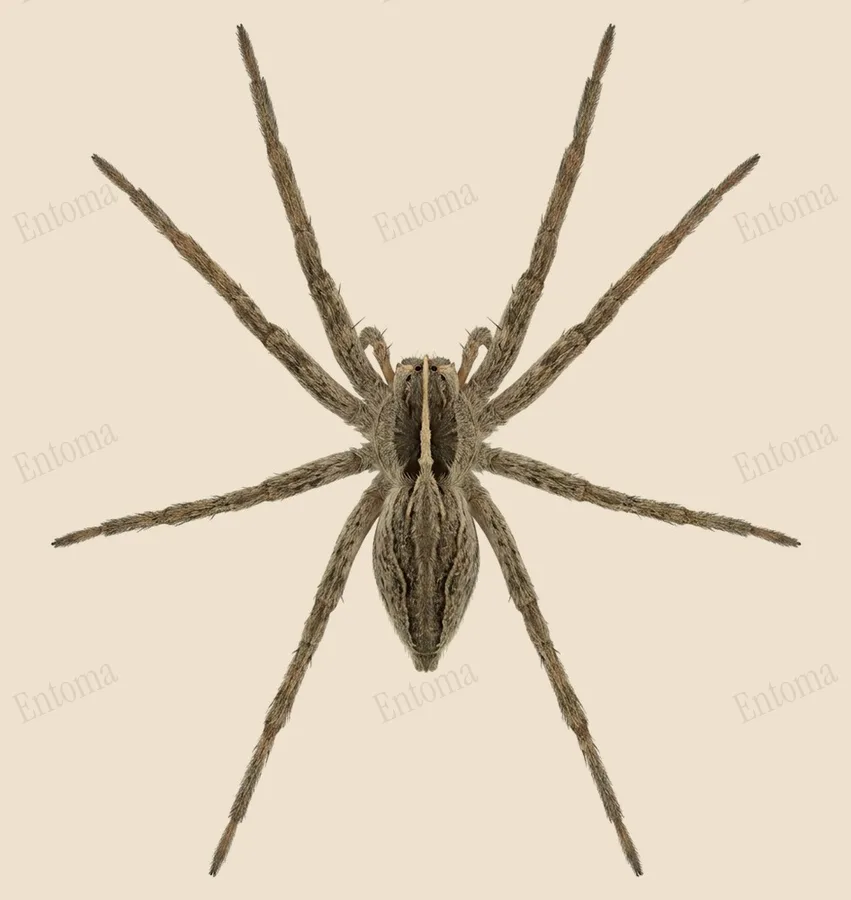 Kurnaz örümcek, Pisaura mirabilis, levha