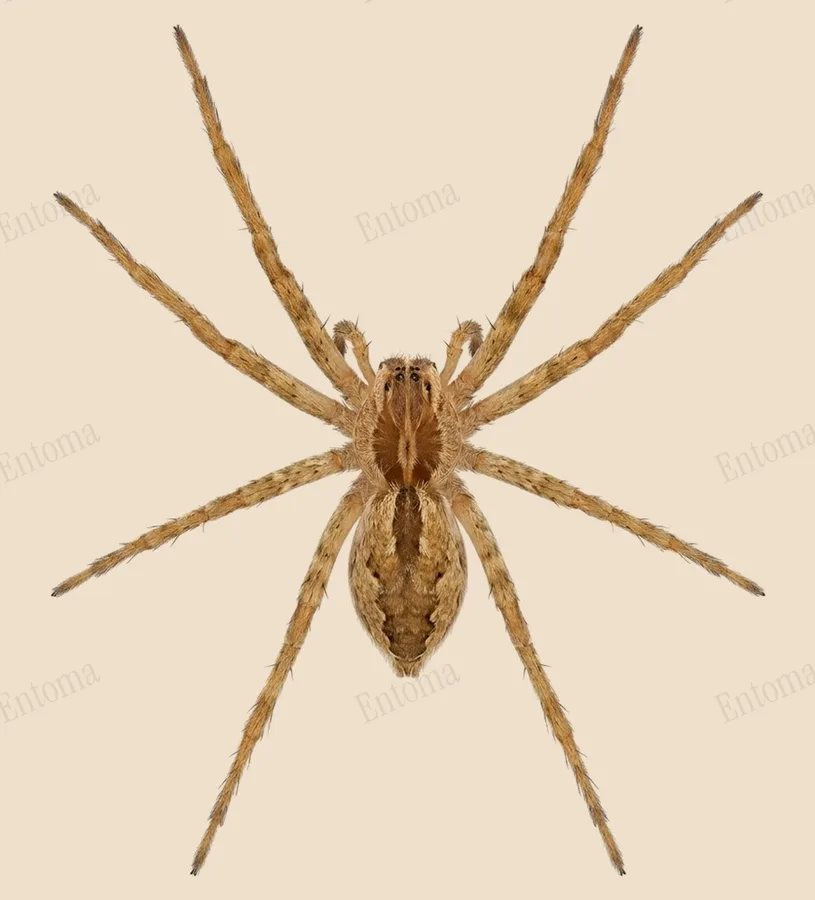 Pisaurina mira, Pisaurina mira, Tafel