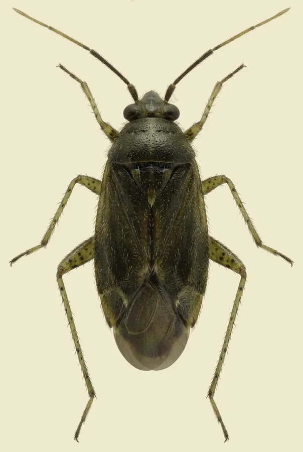 Common nettle flower bug, Plagiognathus arbustorum, plate