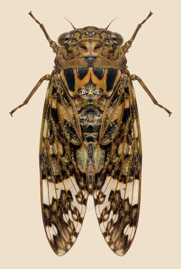 Planopleura kaempferi(Planopleura kaempferi) 도판