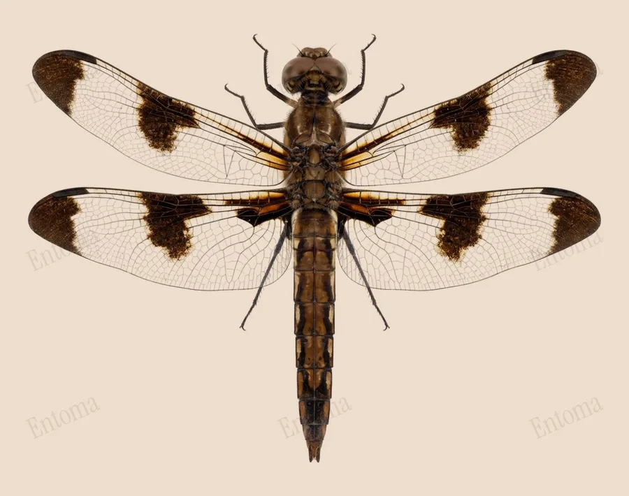 Common whitetail, Plathemis lydia, plate