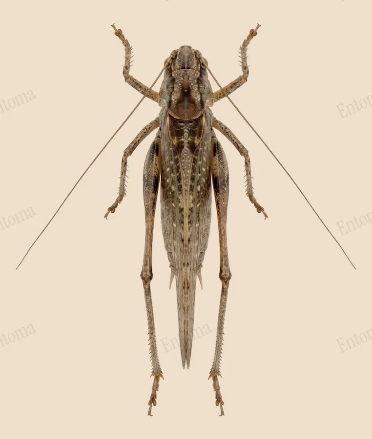 Grey bush-cricket, Platycleis albopunctata, plate