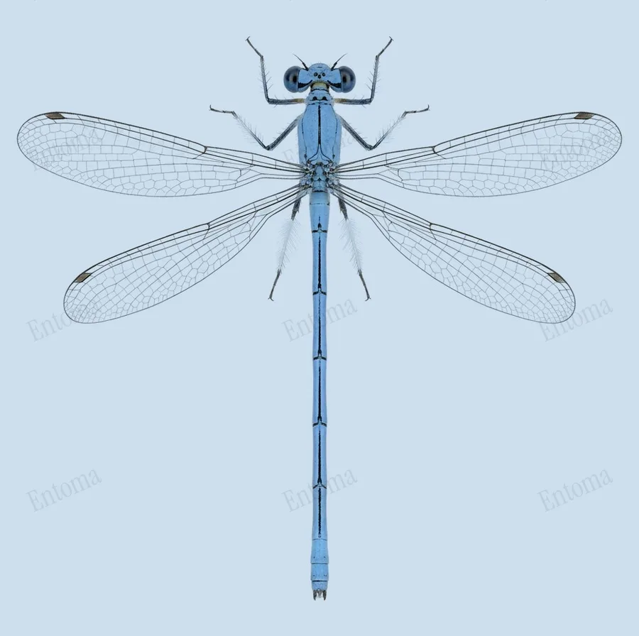 White-legged damselfly, Platycnemis pennipes, plate