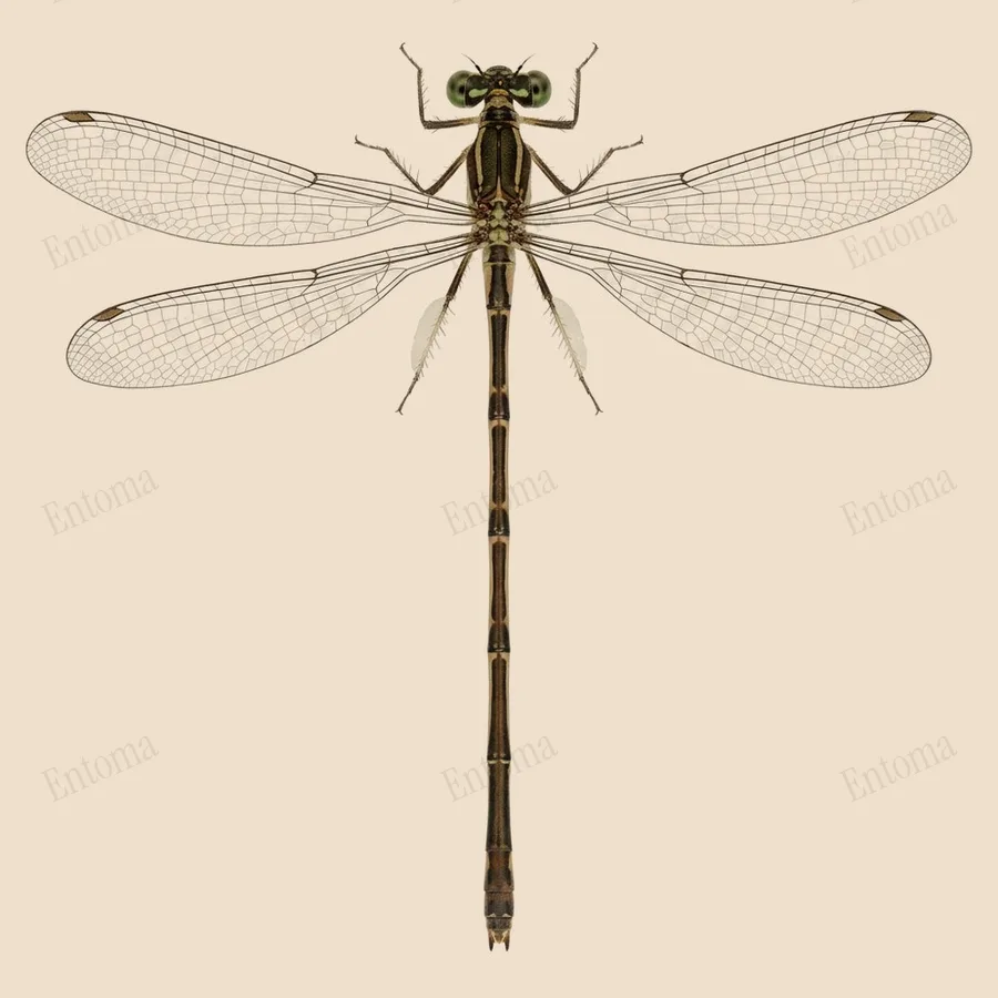Platycnemis phyllopoda, Platycnemis phyllopoda, plaat