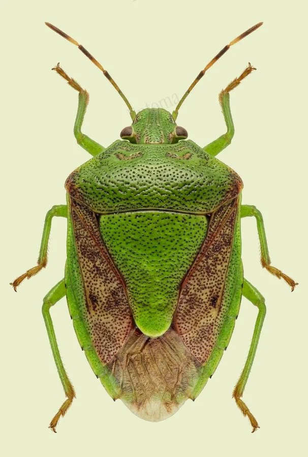 Plautia stali, Plautia stali, plaat