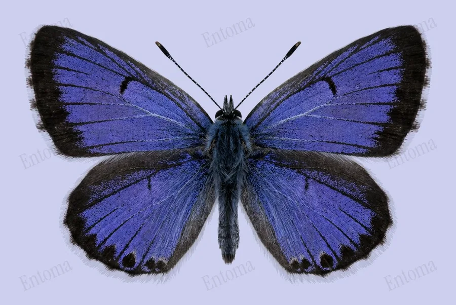 Silver-studded blue, Plebejus argus, plate