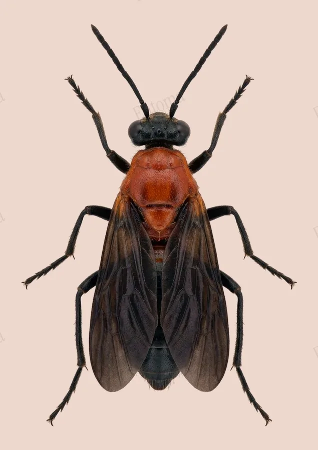 Plecia longiforceps, Plecia longiforceps, lámina