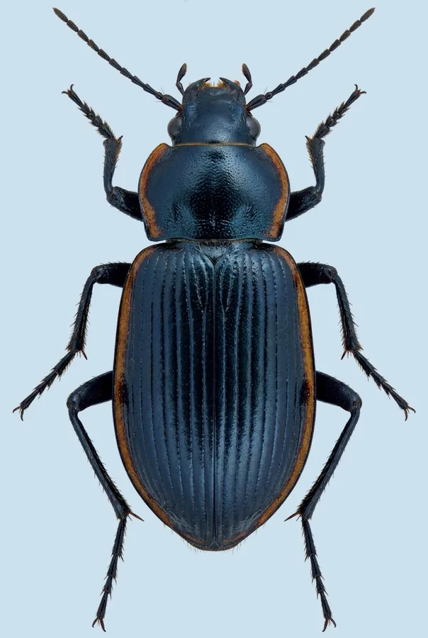 Plesiophthalmus nigrocyaneus, Plesiophthalmus nigrocyaneus, planche