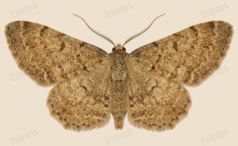 Pleuroprucha insulsaria, Pleuroprucha insulsaria, levha