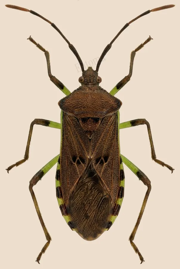 Plinachtus bicoloripes, Plinachtus bicoloripes, planche