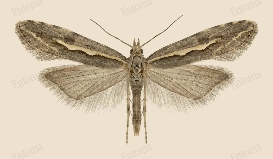 Diamondback moth, Plutella xylostella, plate