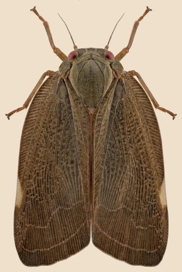 Pochazia shantungensis, Pochazia shantungensis, tavola
