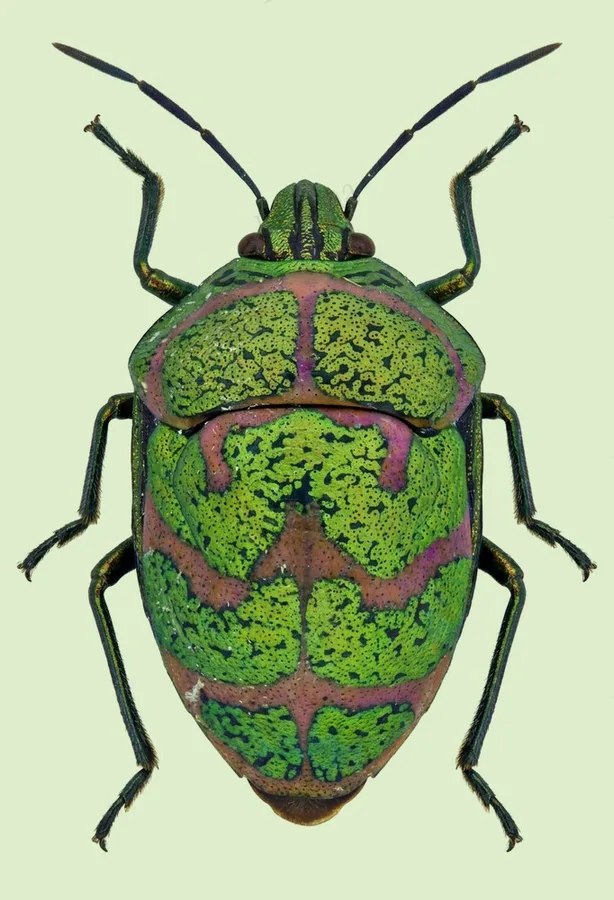 Poecilocoris lewisi, Poecilocoris lewisi, tavola