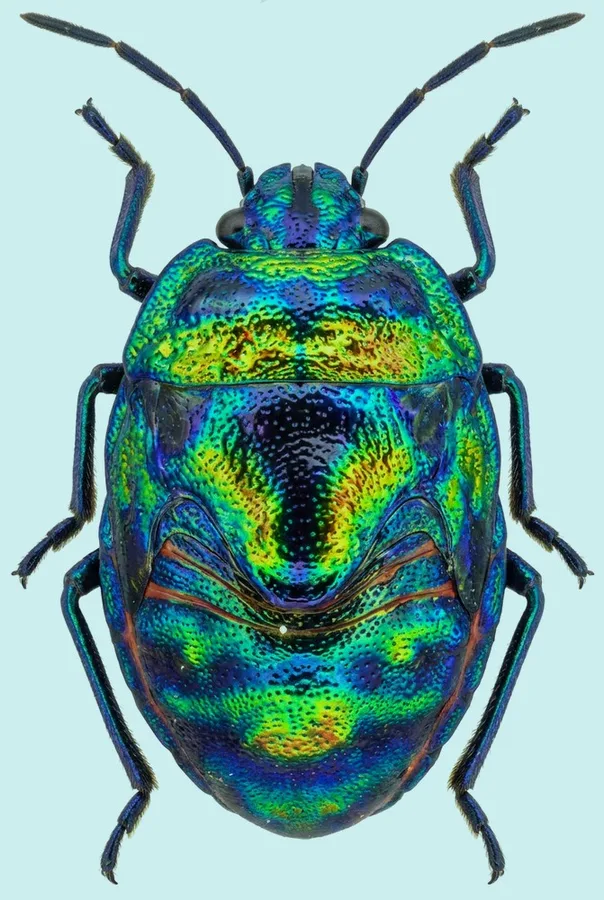 Poecilocoris splendidulus（Poecilocoris splendidulus）圖版