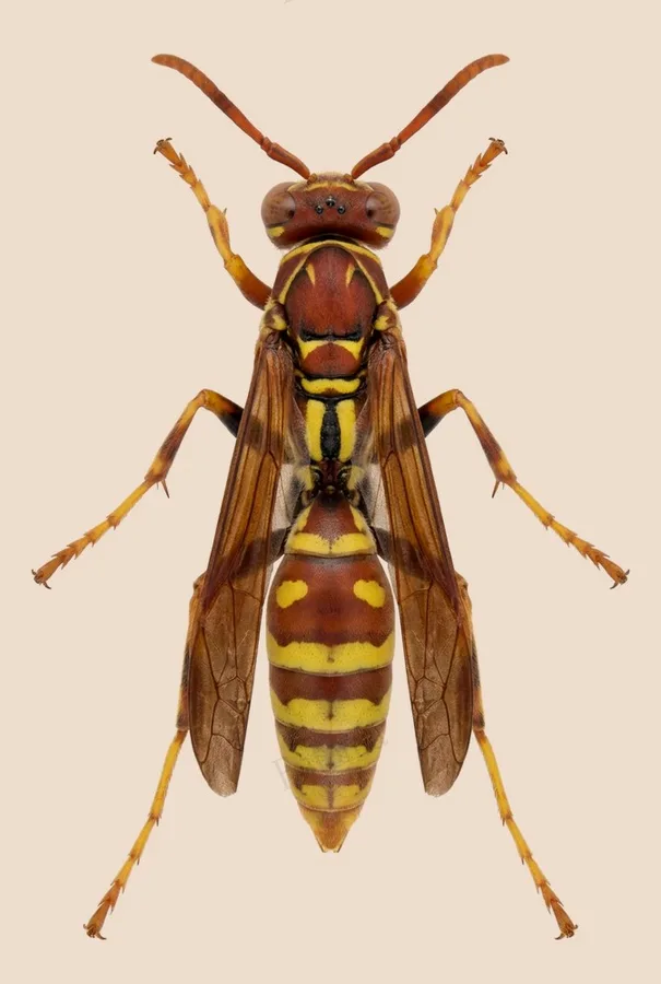 Guinea paper wasp, Polistes exclamans, plate