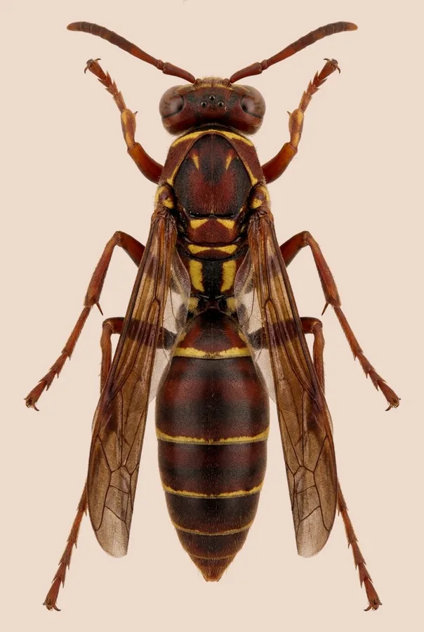 Northern paper wasp, Polistes fuscatus, plate