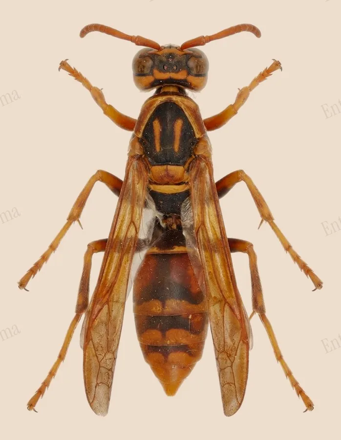 Polistes jokahamae, Polistes jokahamae, planche