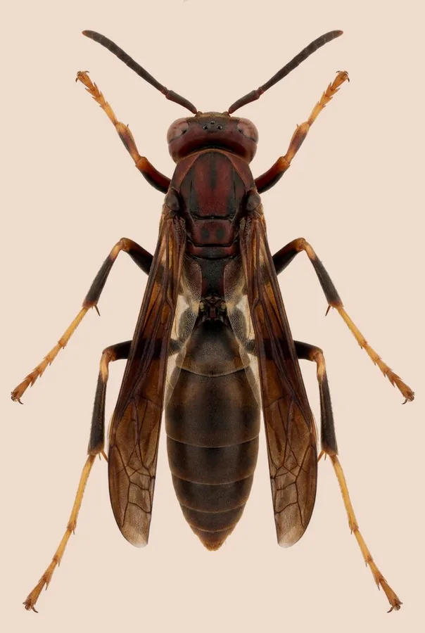 Polistes metricus, Polistes metricus, planche