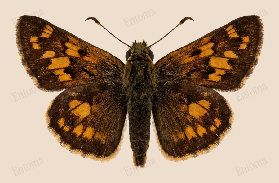 Peck's skipper, Polites peckius, plate