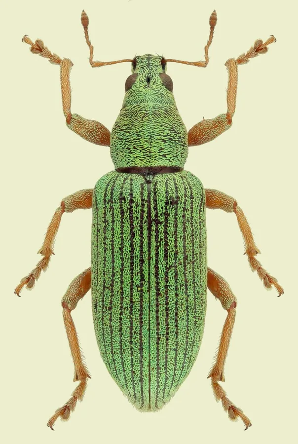Green immigrant leaf weevil, Polydrusus formosus, plate