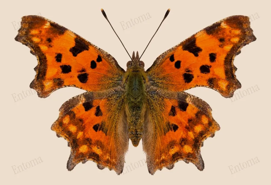 European comma, Polygonia c-album, plate