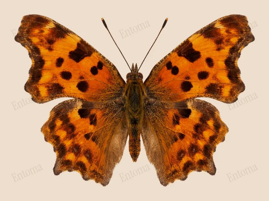 Polygonia c-aureum, Polygonia c-aureum, planche