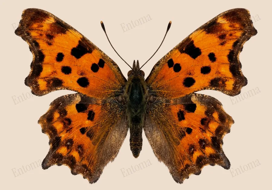 Eastern comma, Polygonia comma, plate