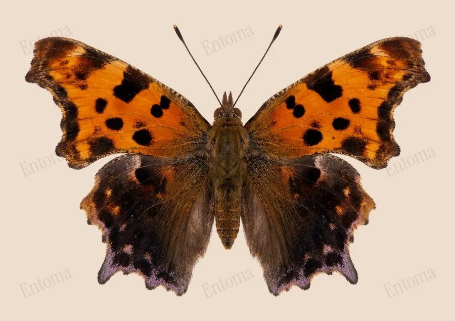 Question mark, Polygonia interrogationis, plate
