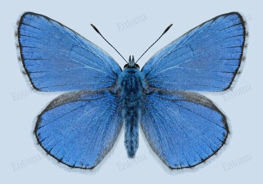 Adonis blue, Lysandra bellargus, plate