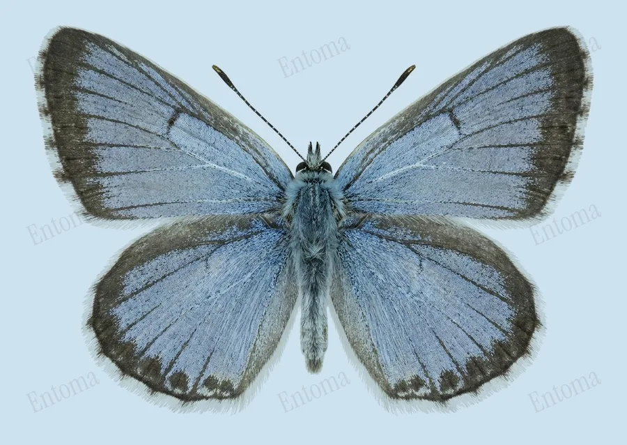 Chalkhill blue, Lysandra coridon, plate