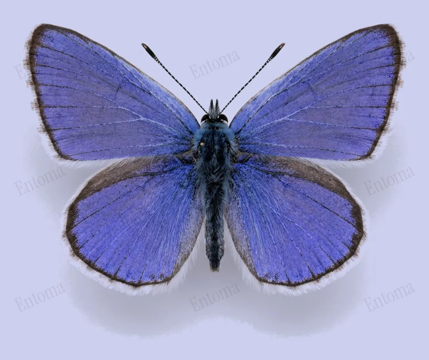 Common blue, Polyommatus icarus, plate