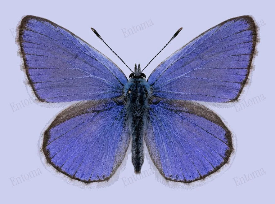 イカルスヒメシジミ（Polyommatus icarus）の図版