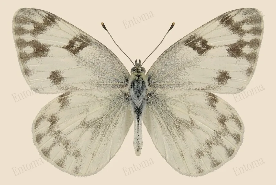 Checkered white, Pontia protodice, plate