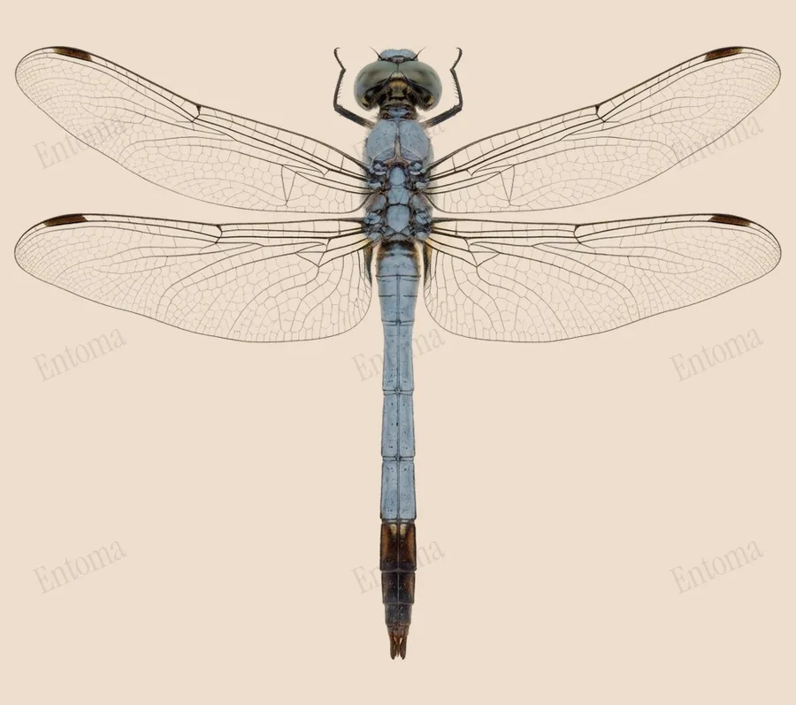 Potamarcha congener(Potamarcha congener) 도판