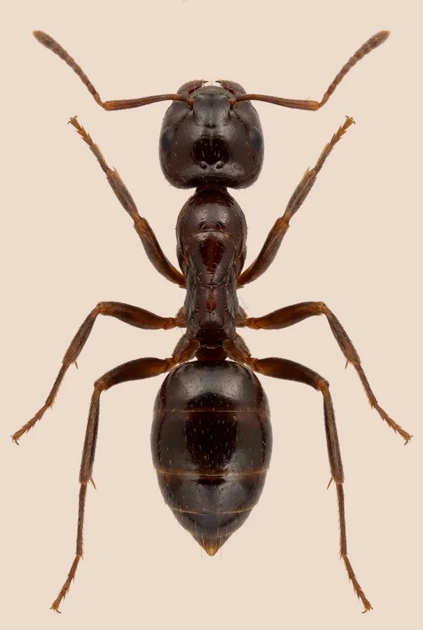 Prenolepis imparis, Prenolepis imparis, levha