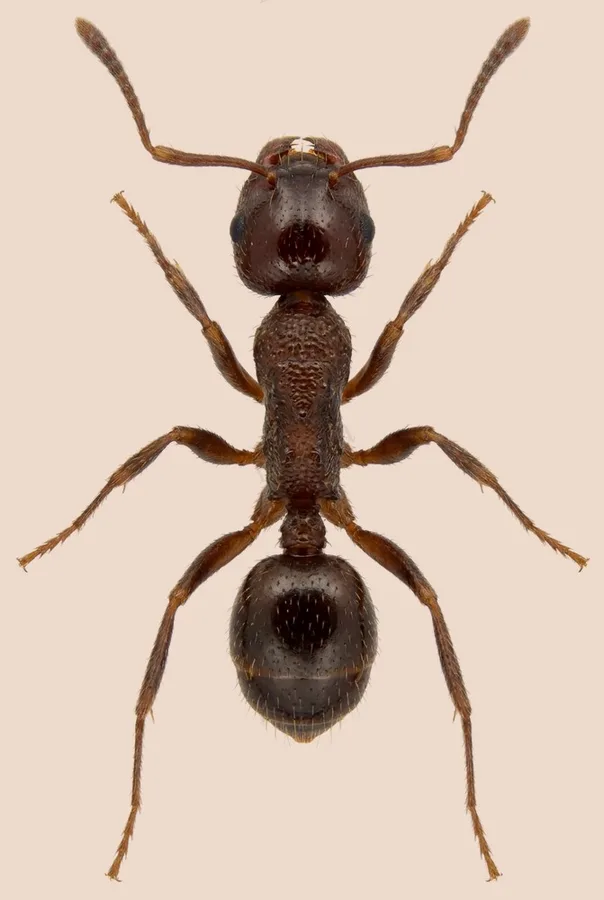 Pristomyrmex punctatus, Pristomyrmex punctatus, levha