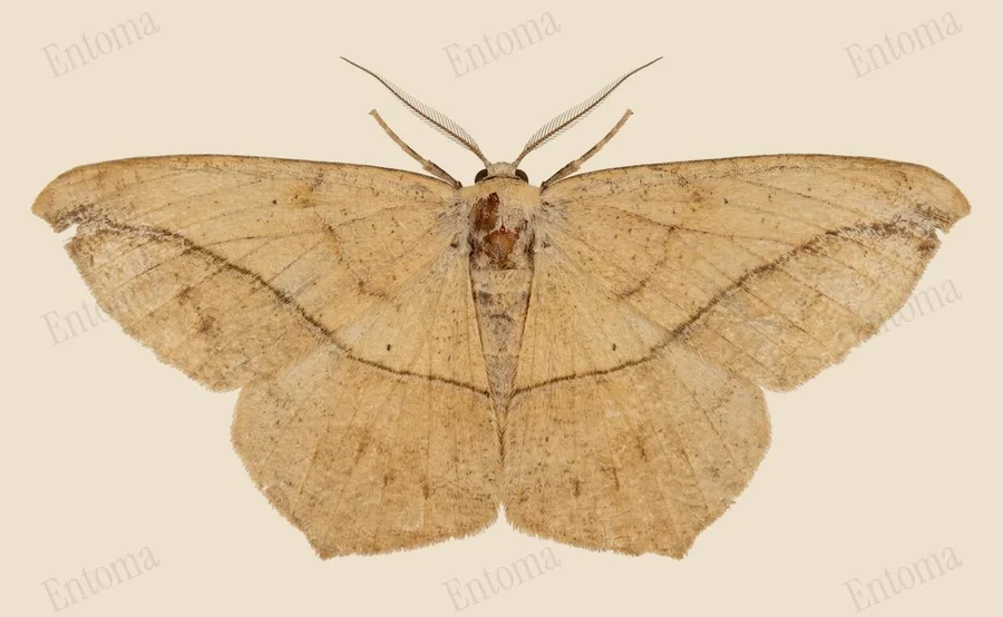 Large maple spanworm moth, Prochoerodes lineola, plate