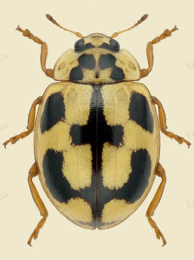 Propylea japonica, Propylea japonica, tavola