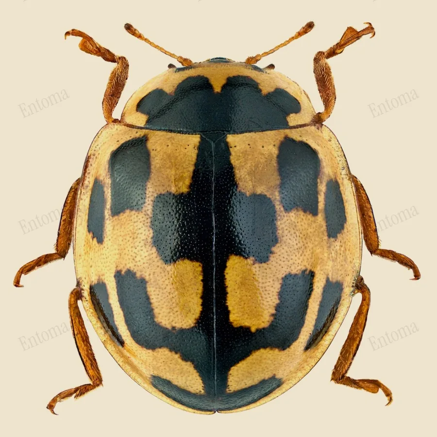 Fourteen-spotted lady beetle, Propylea quatuordecimpunctata, plate