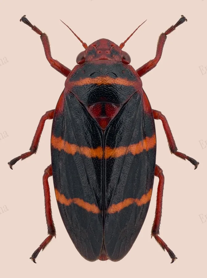 Prosapia bicincta, Prosapia bicincta, levha