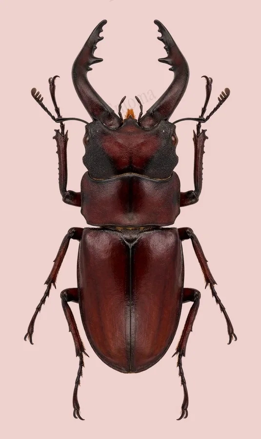 Japanese stag beetle, Prosopocoilus inclinatus, plate