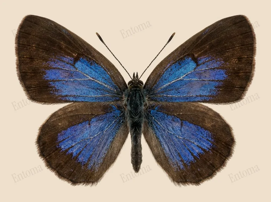 Prosotas dubiosa, Prosotas dubiosa, planche